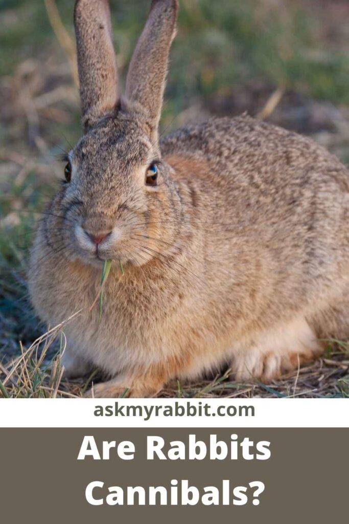 Are Rabbits Cannibals?