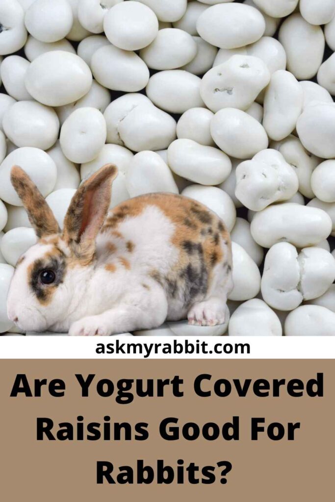 Are Yogurt Covered Raisins Good For Rabbits?