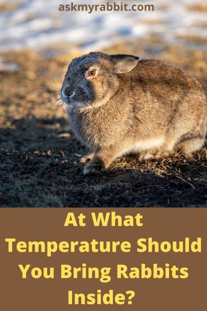 At What Temperature Should You Bring Rabbits Inside?