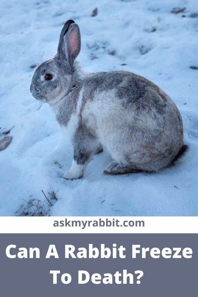 Can A Rabbit Freeze To Death?