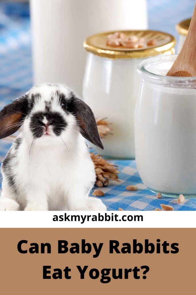 Can Baby Rabbits Eat Yogurt?