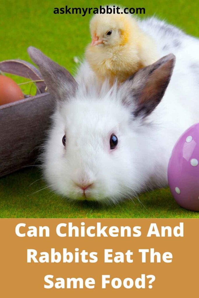Can Chickens And Rabbits Eat The Same Food?