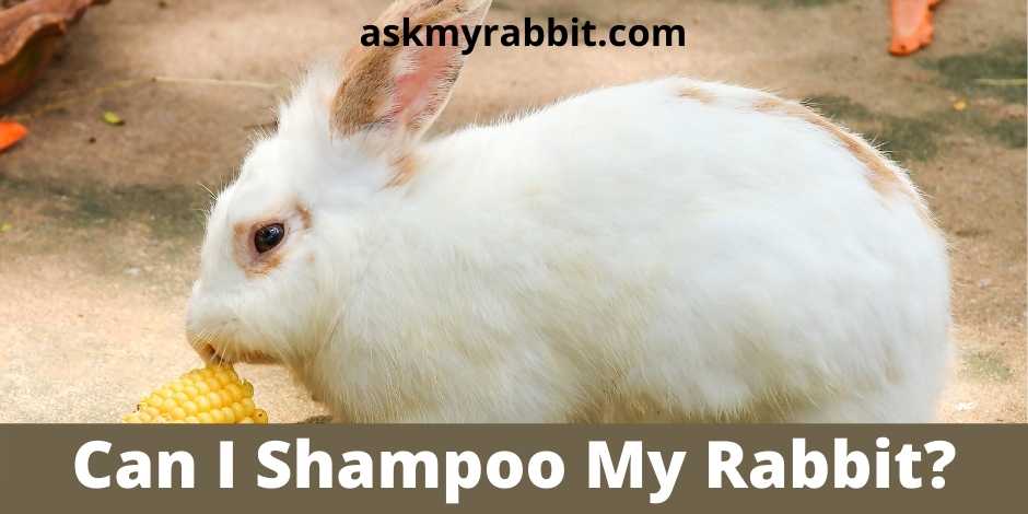 Can I Shampoo My Rabbit?