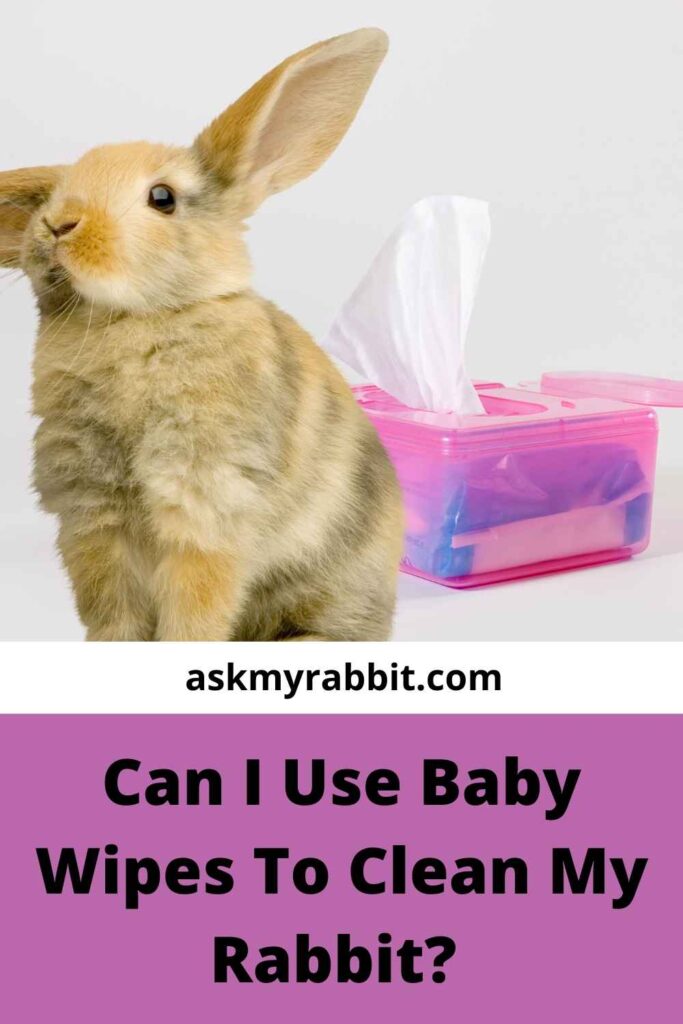 Can I Use Baby Wipes To Clean My Rabbit?