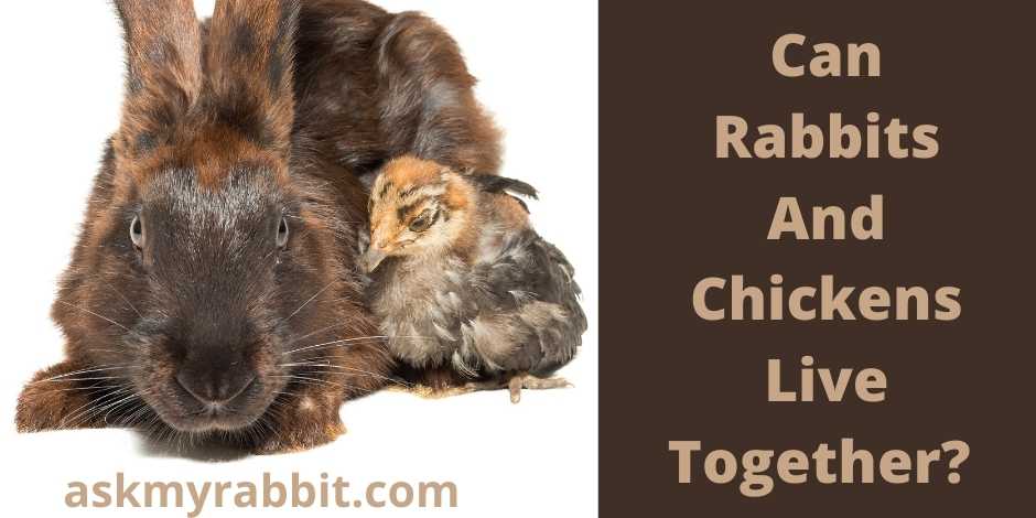 Can Rabbits And Chickens Live Together?