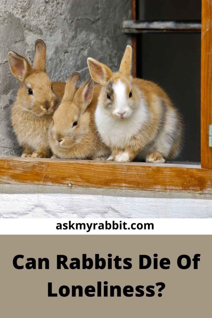 Can Rabbits Die of Loneliness?