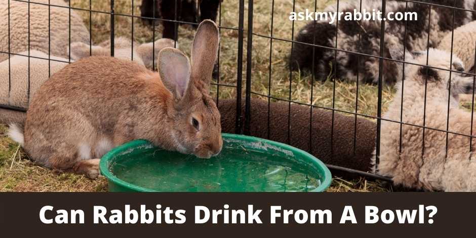 Can Rabbits Drink From A Bowl?