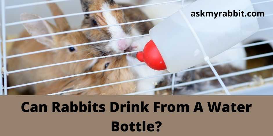 Can Rabbits Drink From A Water Bottle?