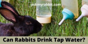 Can Rabbits Drink Tap Water? Is Tap Water Safe For Rabbits?