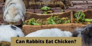 Can Rabbits Eat Chicken? Can Rabbits Get Sick From Chickens?