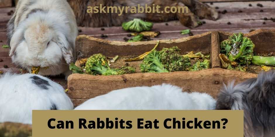 Can Rabbits Eat Chicken?