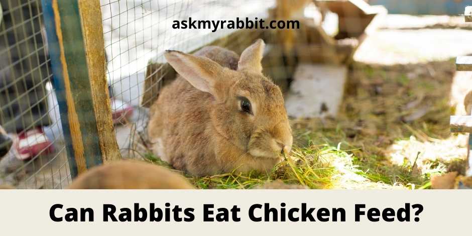 Can Rabbits Eat Chicken Feed?