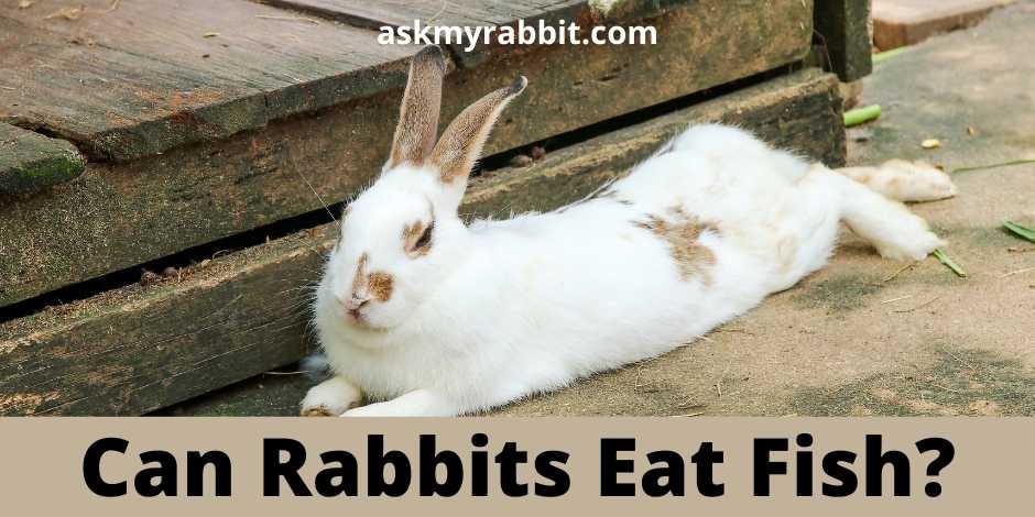 Can Rabbits Eat Fish?
