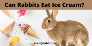 Can Rabbits Eat Ice Cream? Is Ice Cream Bad For Rabbits?