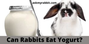 Can Rabbits Eat Yogurt? Is Yogurt Safe For Rabbits?