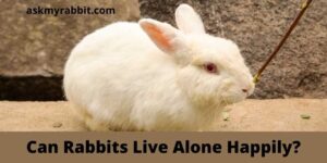 Can Rabbits Live Alone Happily? Is It Okay To Have One Rabbit?
