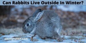 Can Rabbits Live Outside In Winter?