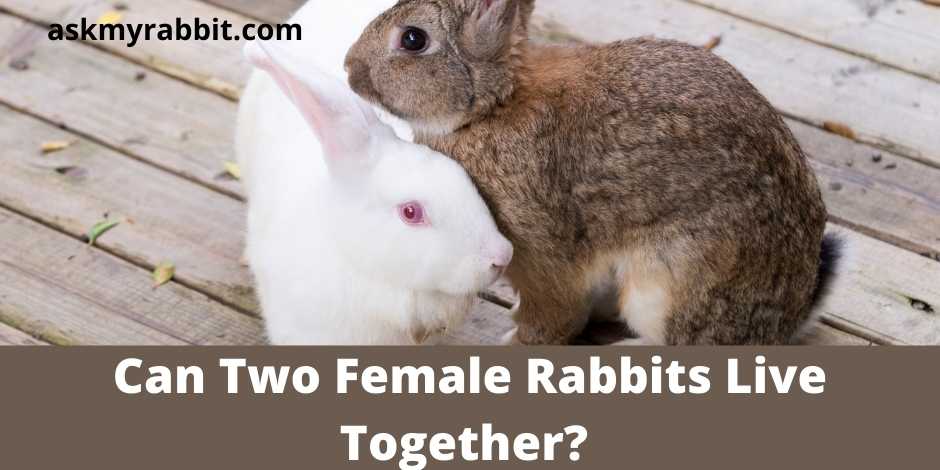 Can Two Female Rabbits Live Together?