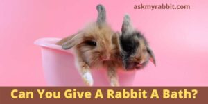 Can You Give A Rabbit A Bath? Know The Safest Way