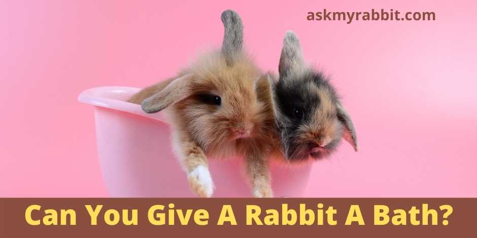 Can You Give A Rabbit A Bath?