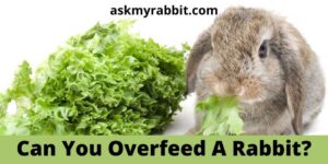 Can You Overfeed A Rabbit? Can Rabbits Die From Overeating?