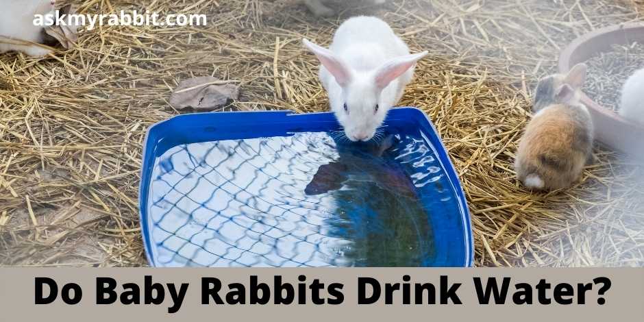 Do Baby Rabbits Drink Water?