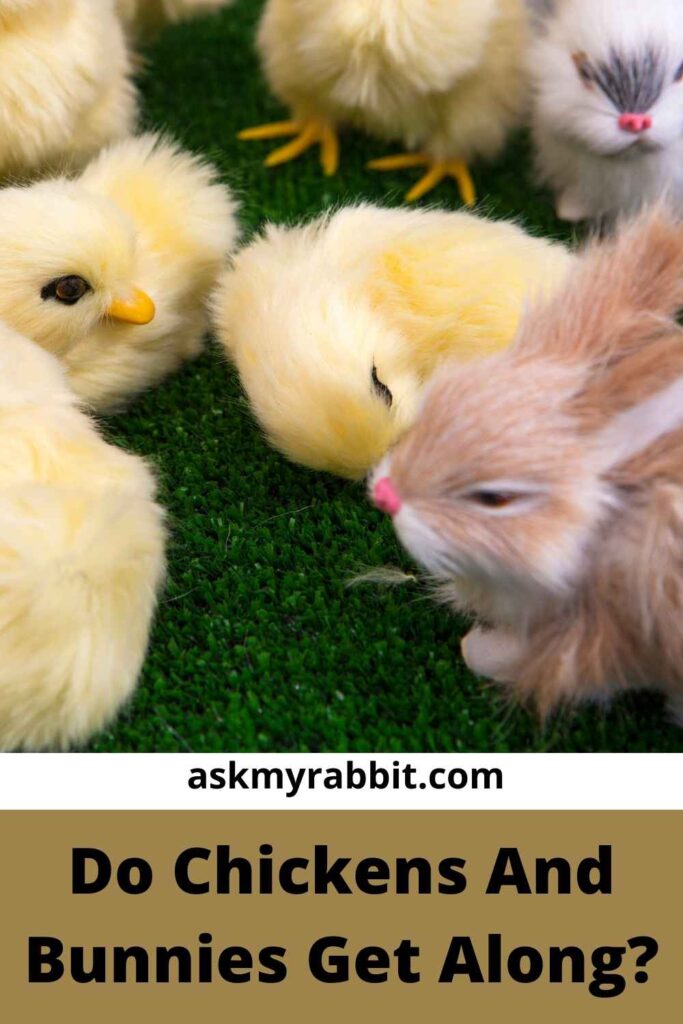 Do Chickens And Bunnies Get Along?