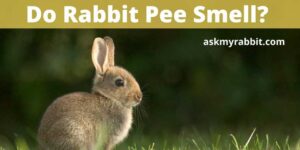 Do Rabbit Pee Smell? How To Get Rid Of Rabbit’s Urine Smell?