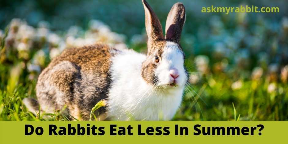 Do Rabbits Eat Less In Summer?
