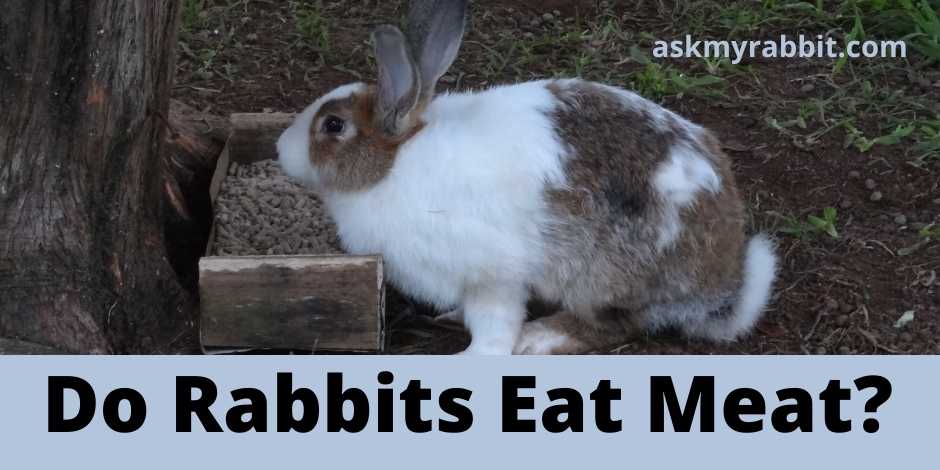 Do Rabbits Eat Meat?