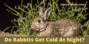Do Rabbits Get Cold At Night? How To Keep My Rabbit Warm At Night?