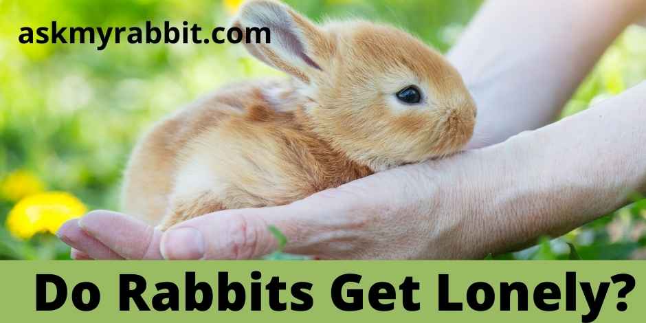 Do Rabbits Get Lonely?