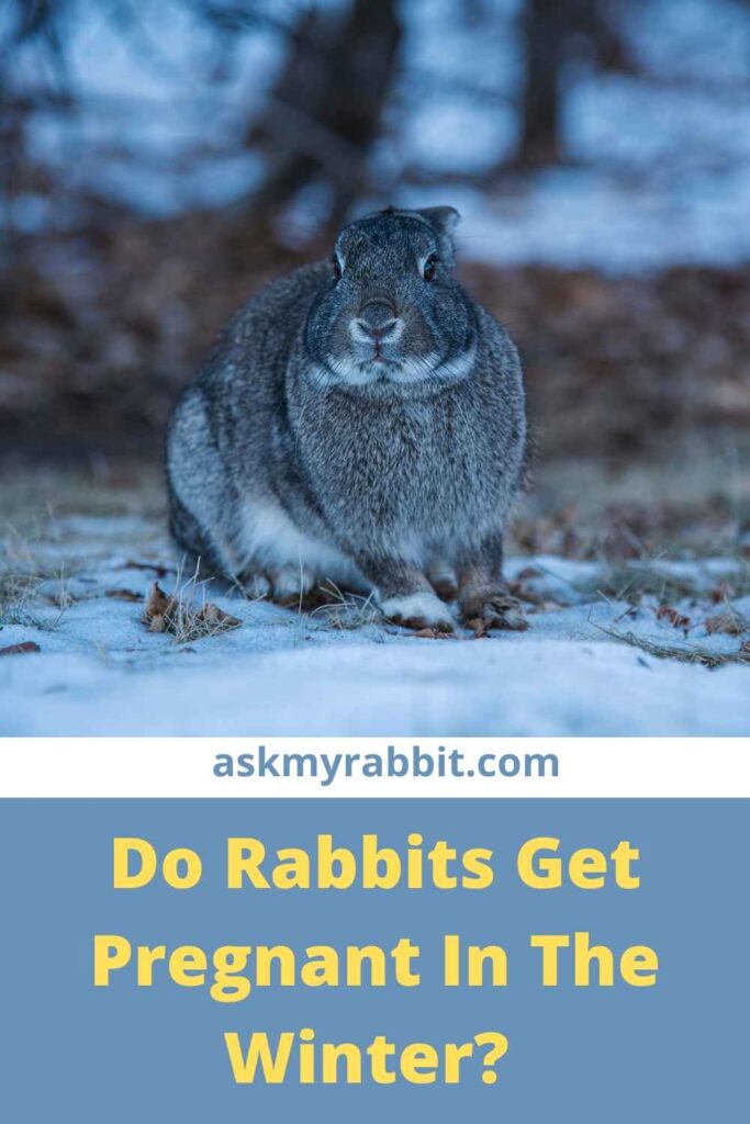 Do Rabbits Get Pregnant In The Winter?