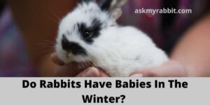 Do Rabbits Have Babies In The Winter?