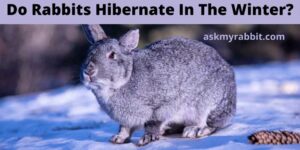 Do Rabbits Hibernate In The Winter?