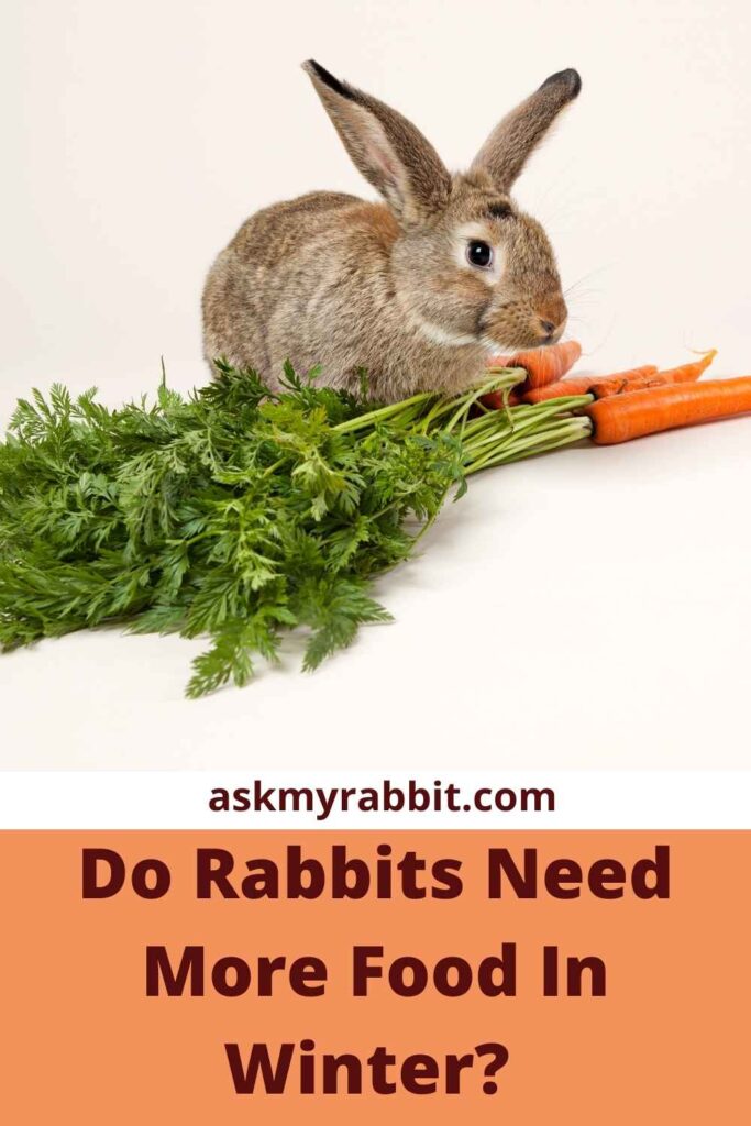 Do Rabbits Need More Food In Winter?