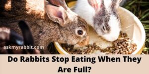 Do Rabbits Stop Eating When They Are Full?