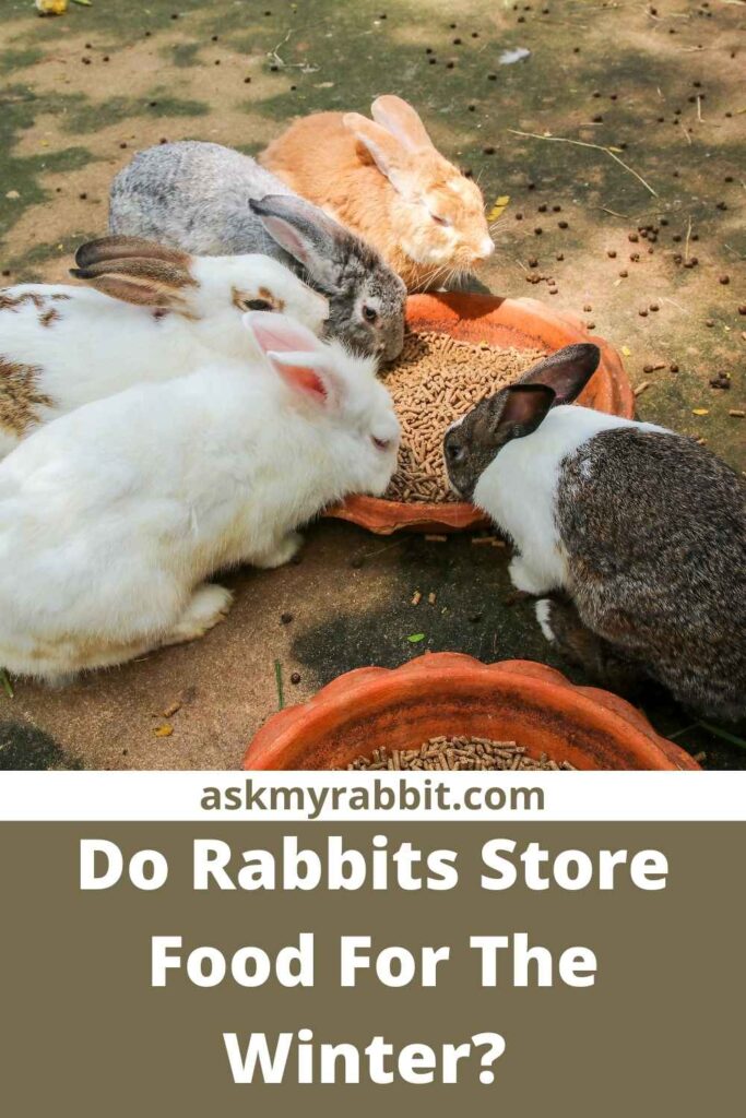 Do Rabbits Store Food For The Winter?