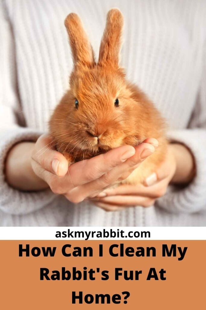 How Can I Clean My Rabbit's Fur At Home?