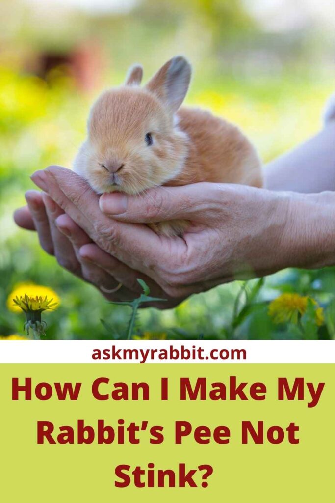 How Can I Make My Rabbit’s Pee Not Stink?