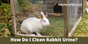 How Do I Clean Rabbit Urine? (From Fabric, Couch, Wood, Carpet, Cage, Mattress)