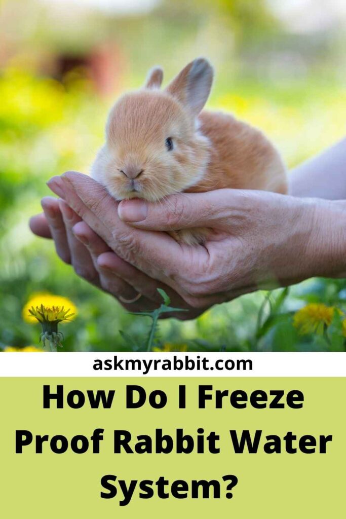 How Do I Freeze Proof Rabbit Water System?