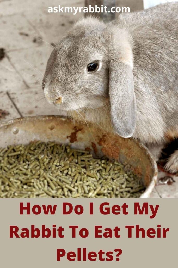 How Do I Get My Rabbit To Eat Their Pellets?