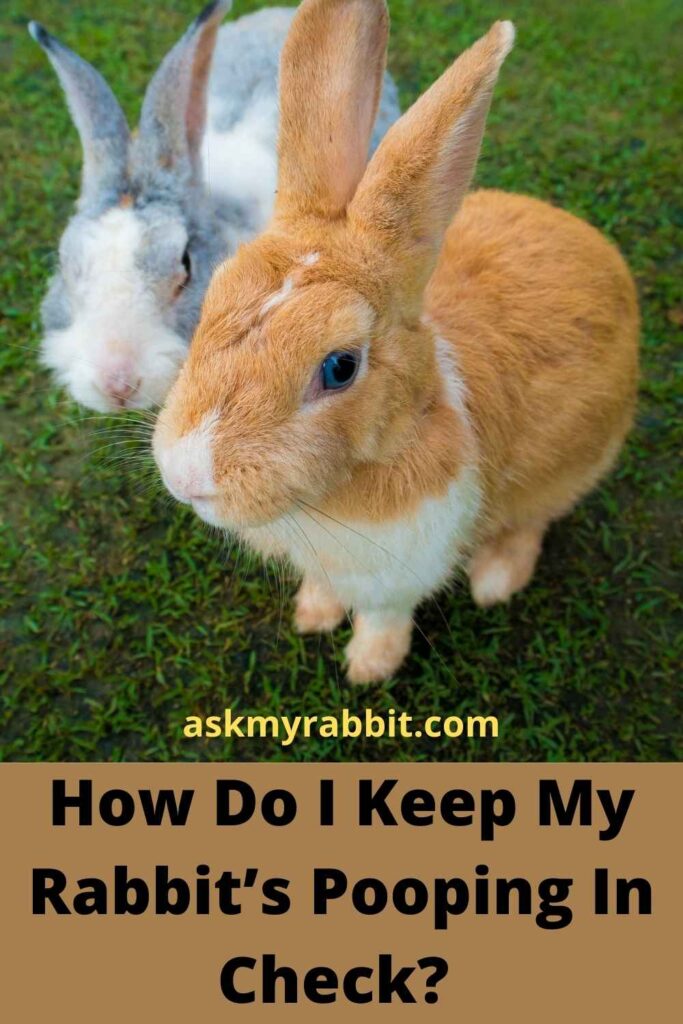 How Do I Keep My Rabbit’s Pooping In Check?