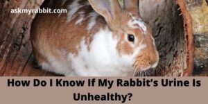 How Do I Know If My Rabbit’s Urine Is Unhealthy?