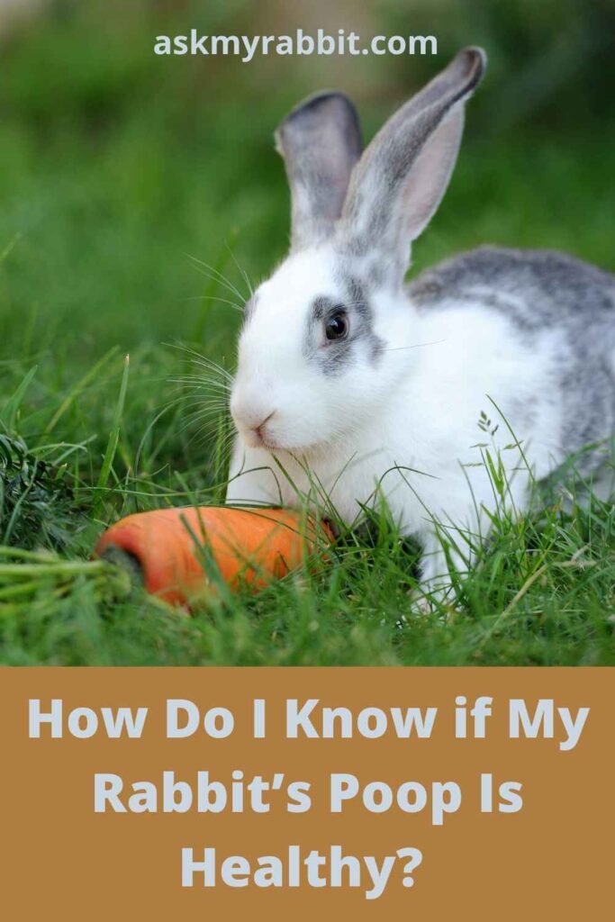 How Do I Know if My Rabbit’s Poop Is Healthy?