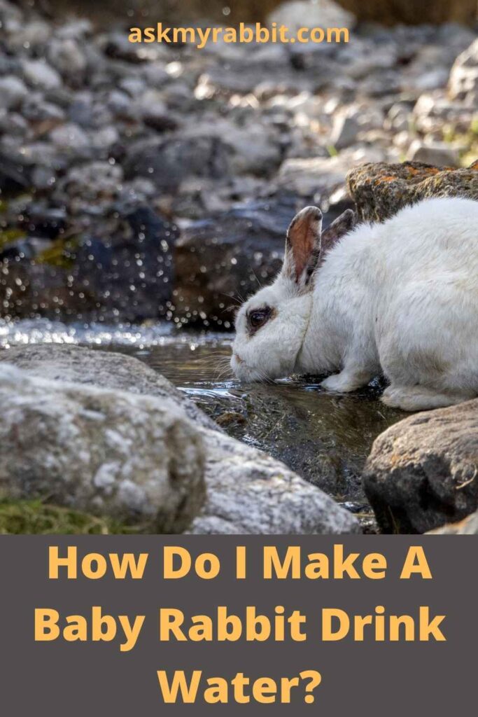 How Do I Make A Baby Rabbit Drink Water?