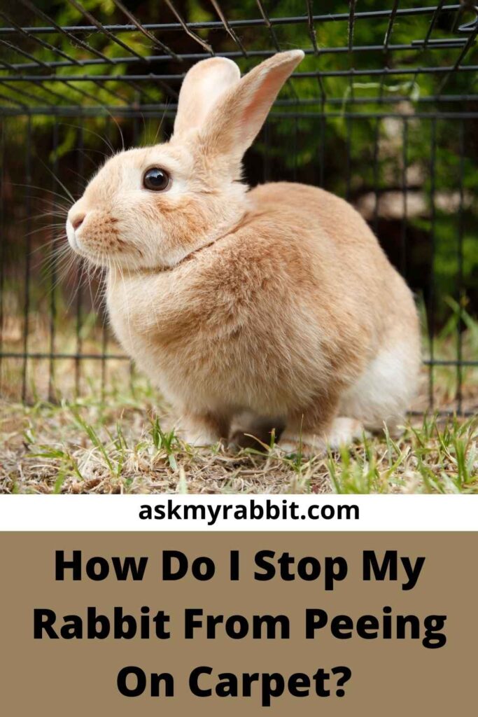 How Do I Stop My Rabbit From Peeing On Carpet?