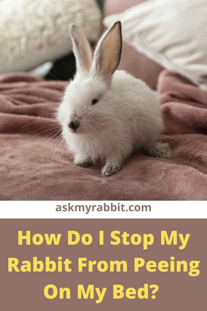 How Do I Stop My Rabbit From Peeing On My Bed?