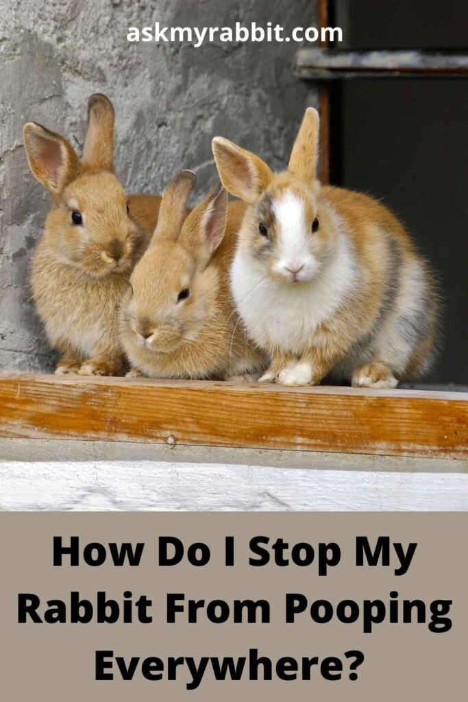 How Do I Stop My Rabbit From Pooping Everywhere?